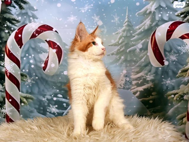 תמונת מודעה - חיות מחמד