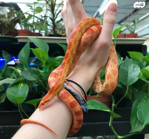 תמונת מודעה - חיות מחמד