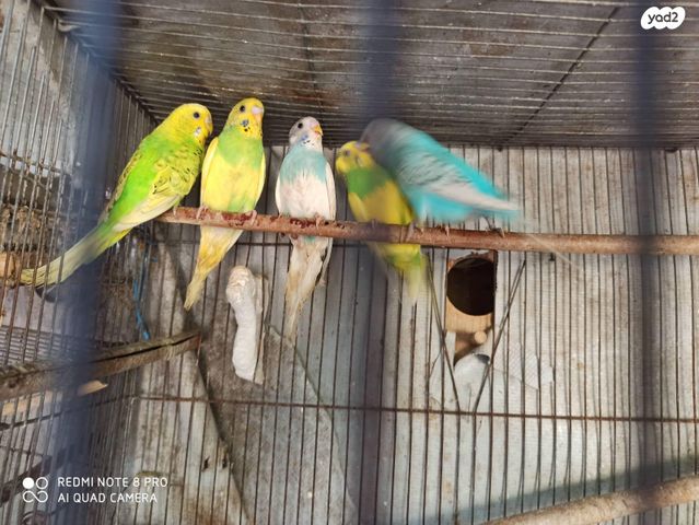 תמונת מודעה - חיות מחמד