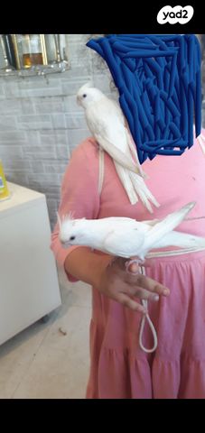 תמונת מודעה - חיות מחמד