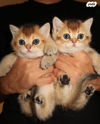 תמונת מודעה - חיות מחמד