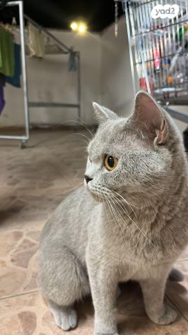 תמונת מודעה - חיות מחמד