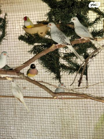 תמונת מודעה - חיות מחמד