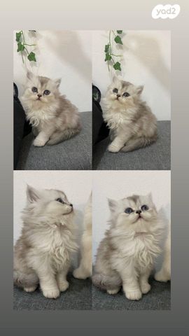 תמונת מודעה - חיות מחמד