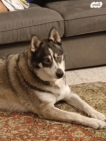 תמונת מודעה - חיות מחמד