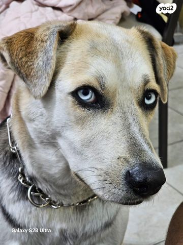 תמונת מודעה - חיות מחמד