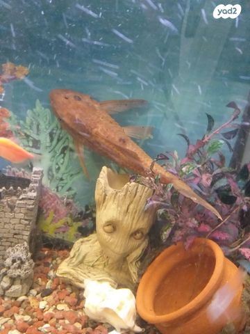 תמונת מודעה - חיות מחמד