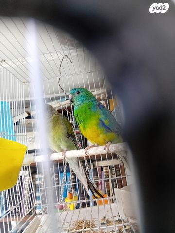 תמונת מודעה - חיות מחמד