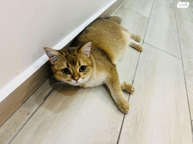 תמונת מודעה - חיות מחמד