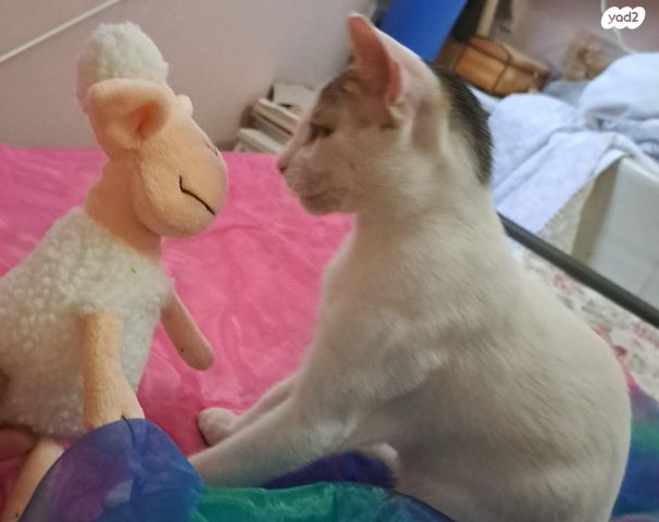 תמונת מודעה - חיות מחמד