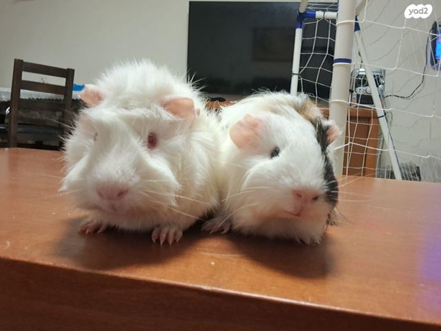 תמונת מודעה - חיות מחמד