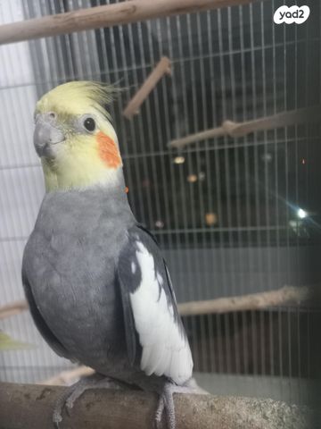 תמונת מודעה - חיות מחמד