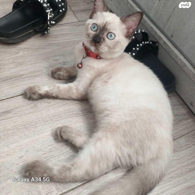 תמונת מודעה - חיות מחמד