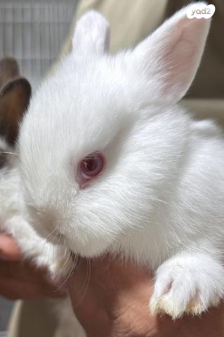 תמונת מודעה - חיות מחמד