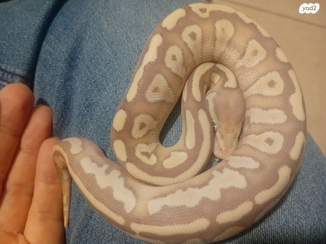 תמונת מודעה - חיות מחמד