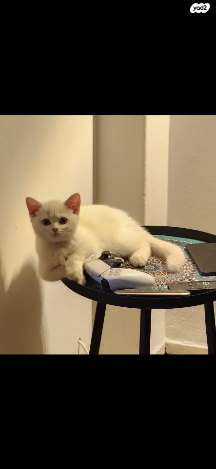 תמונת מודעה - חיות מחמד