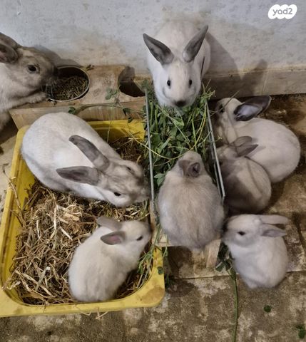 תמונת מודעה - חיות מחמד