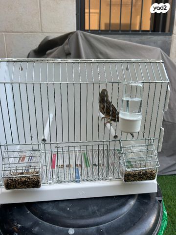 תמונת מודעה - חיות מחמד