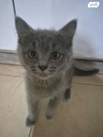 תמונת מודעה - חיות מחמד