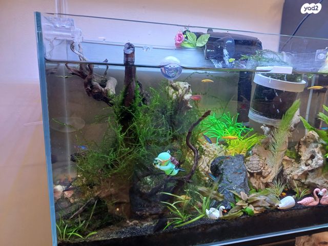 תמונת מודעה - חיות מחמד