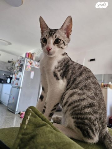 תמונת מודעה - חיות מחמד