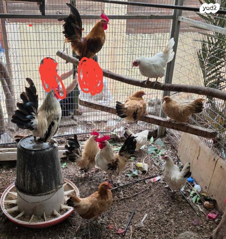 תמונת מודעה - חיות מחמד