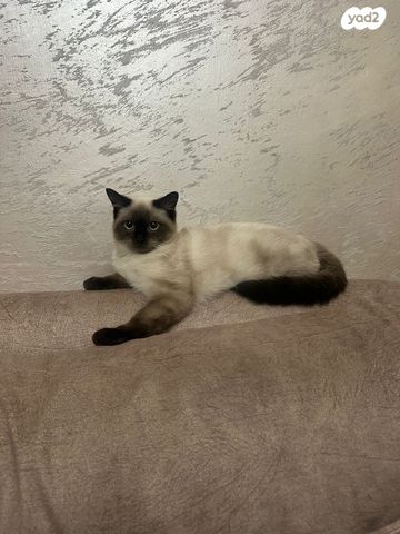 תמונת מודעה - חיות מחמד