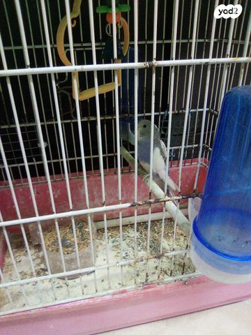 תמונת מודעה - חיות מחמד