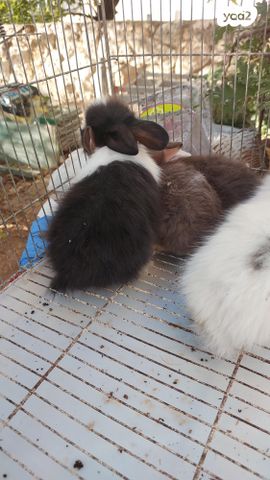 תמונת מודעה - חיות מחמד