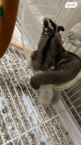 מכרסם סנאי מעופף \ שוגר