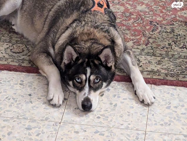 כלב האסקי סיבירי