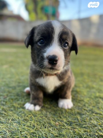 תמונת מודעה - חיות מחמד