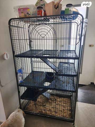 תמונת מודעה - חיות מחמד