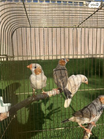 תמונת מודעה - חיות מחמד