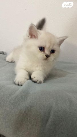 תמונת מודעה - חיות מחמד