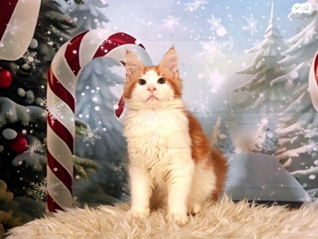 חתול מיין קון