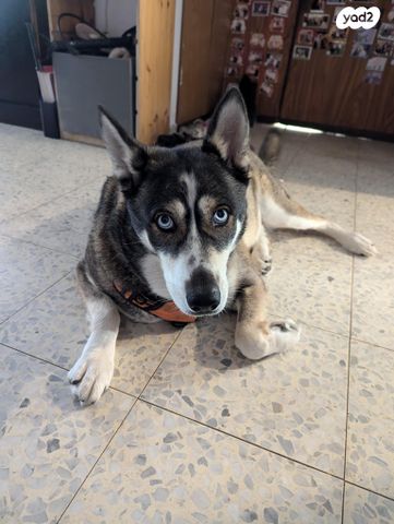 כלב האסקי סיבירי