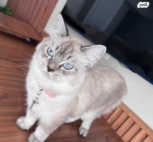 חתול הימלאיה