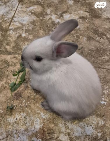 מכרסם ארנב \ שפן