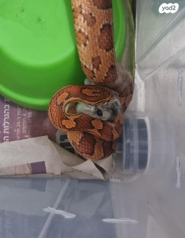 תמונת מודעה - חיות מחמד