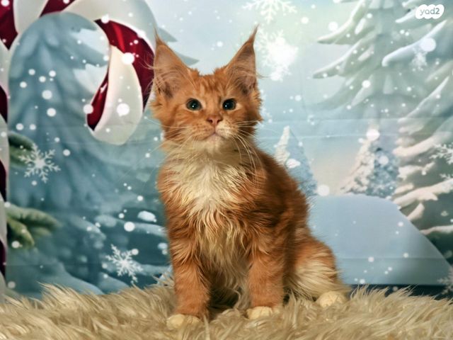 חתול מיין קון