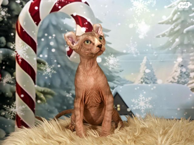 חתול ספינקס