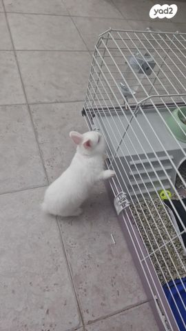 מכרסם ארנב ננסי