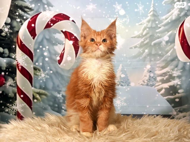 חתול מיין קון