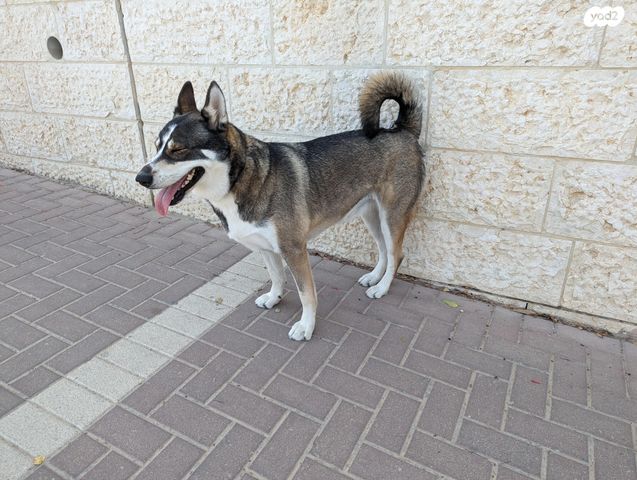 כלב האסקי סיבירי