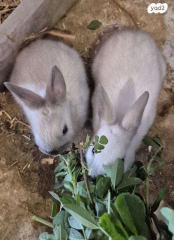 מכרסם ארנב \ שפן