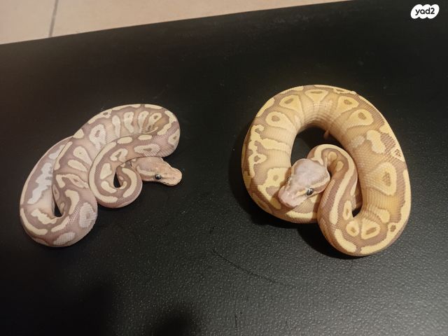 זוחל פיתון מתכדר