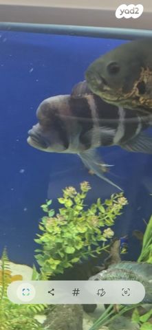 דג ציקלידים