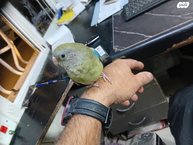 תוכי פרקיטים אוסטרלים