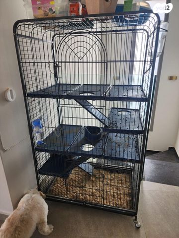 מכרסם צ'ינצ'ילה